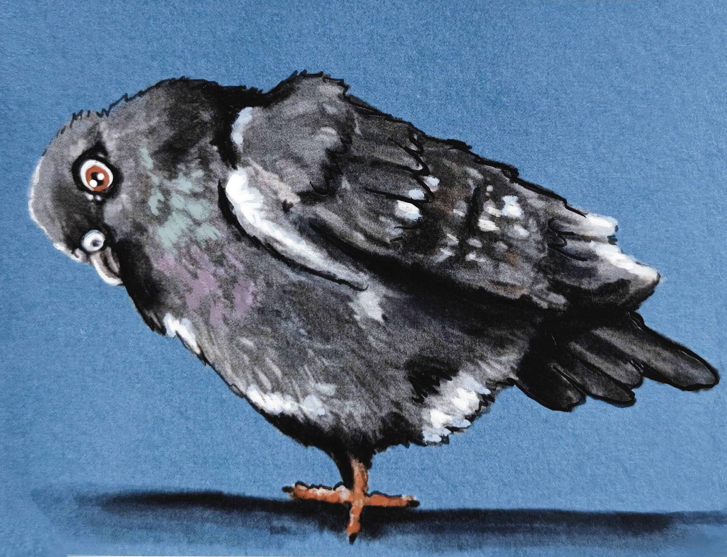 Pigeon Blue (1)
