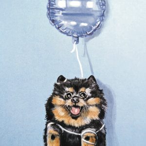 Pomeranian Blue