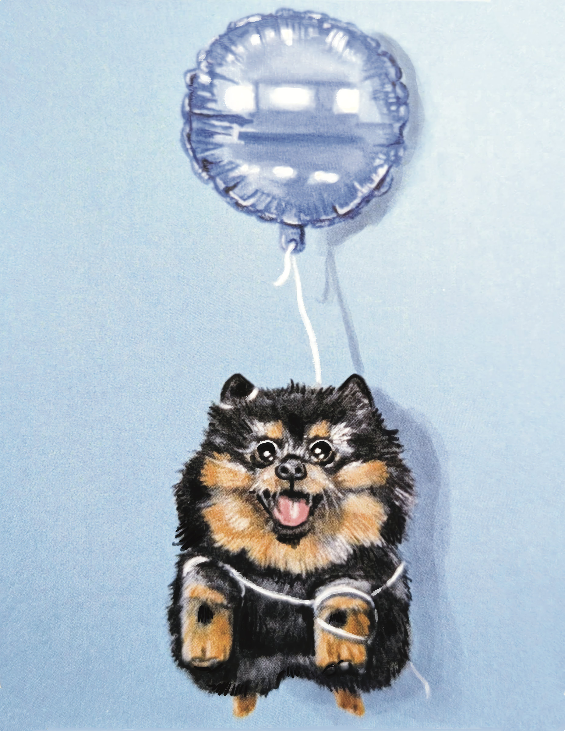 Pomeranian Blue