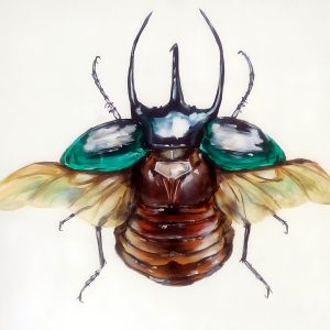 Watercolor Beetle