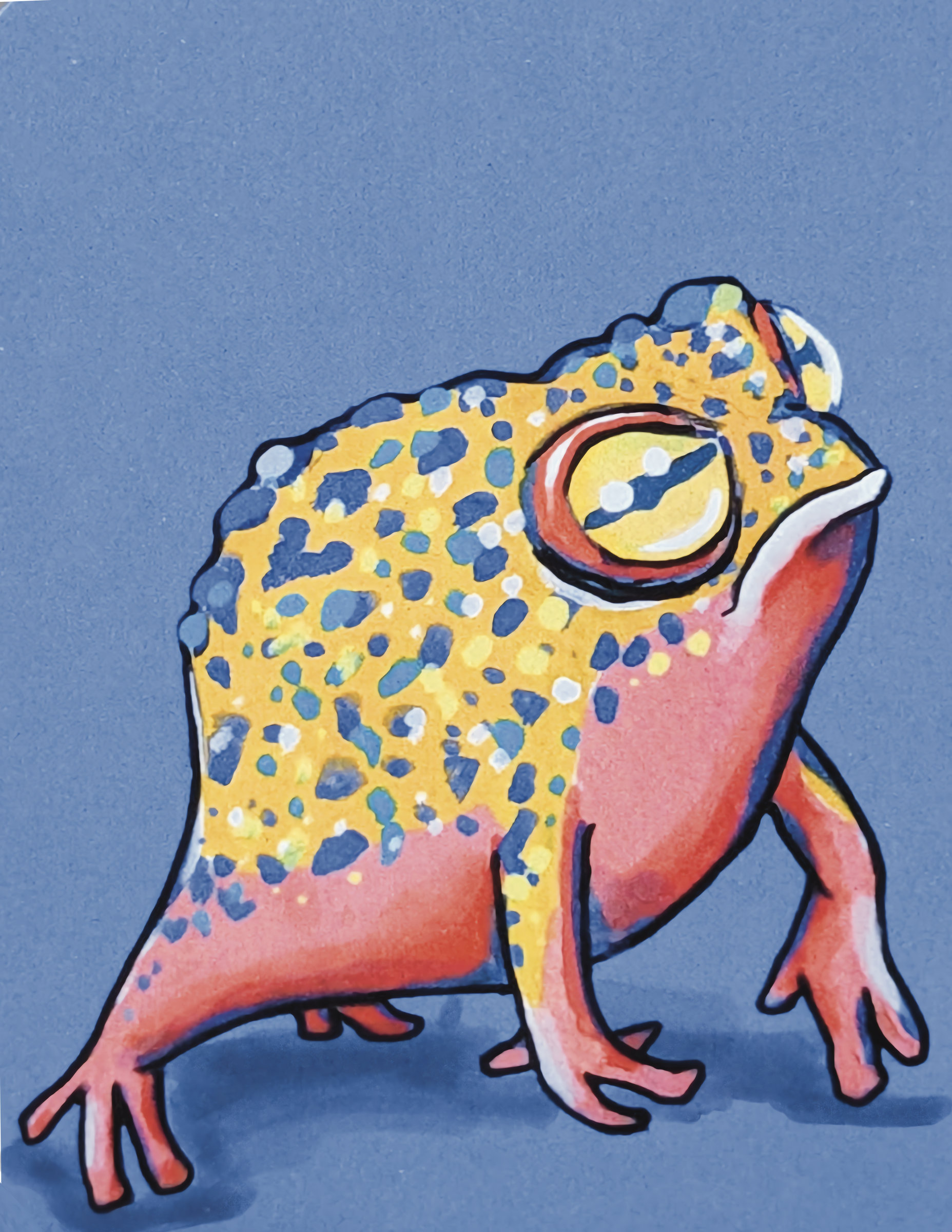 Yellow Blue Frog
